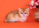 Tudor - British Shorthair Kitten For Sale - 