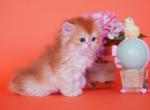 Tia - British Shorthair Kitten For Sale - Ashburn, VA, US