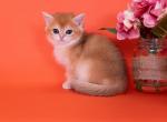 Toro - British Shorthair Kitten For Sale - 
