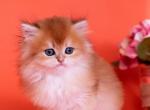 Toffy - British Shorthair Kitten For Sale - Ashburn, VA, US