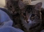 Remy and Maisy - American Shorthair Kitten For Sale - 