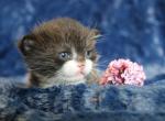 POOT Dominant Blue Odd Eyed English Muffin Female - Munchkin Kitten For Sale - Winnemucca, NV, US