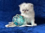 Persian Blue Point Kitten - Persian Kitten For Sale - Long Beach, CA, US