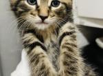 Tiger - Domestic Kitten For Sale - Bronx, NY, US