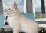 Litter E Boys Available - Siberian Kitten For Sale - Rosenberg, TX, US