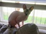 Morgan - Sphynx Cat For Adoption - King, NC, US