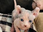 Tortie Girl Tica Registered Purebred - Sphynx Kitten For Sale - Chicago, IL, US