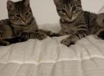 Expresso - American Shorthair Kitten For Adoption - 