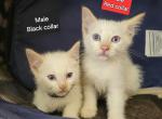 Siamese Flame Point 2 males - Siamese Kitten For Sale - 