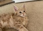 Joffrey - Maine Coon Kitten For Sale - Cooper City, FL, US