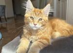 Raymond - Maine Coon Kitten For Sale - Cooper City, FL, US