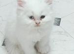 Alfalfa - Persian Kitten For Sale - Austin, TX, US