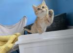 Gizmo - British Shorthair Kitten For Sale - Diamond Bar, CA, US