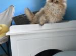 Aurora - British Shorthair Kitten For Sale - Diamond Bar, CA, US