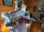 George - Siberian Kitten For Sale - Marion, NC, US