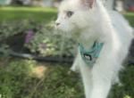 Pearl - Maine Coon Cat For Sale/Retired Breeding - Coldwater, OH, US