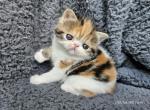 Callie - Exotic Kitten For Sale - Bois D Arc, MO, US