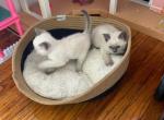 Kittens  R Us - Siamese Kitten For Sale - Folcroft, PA, US