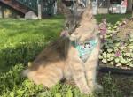 Ruby - Maine Coon Cat For Sale/Retired Breeding - Coldwater, OH, US