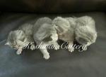 Females males - Scottish Fold Kitten For Sale - New Prague, MN, US