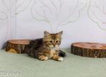Tree Top Kittens I Hickory - Siberian Kitten For Sale - Uxbridge, MA, US