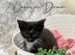 Carmyn Dream - Domestic Kitten For Sale - 