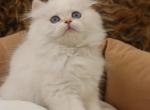 cool boy - Persian Kitten For Sale - Montgomery, AL, US