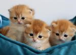Golden babies - British Shorthair Kitten For Sale - Montgomery, AL, US