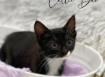 Callie Dae - Domestic Kitten For Sale - 