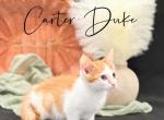 Carter Duke - Domestic Kitten For Sale - 