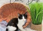 Comet Dash - Domestic Kitten For Sale - 