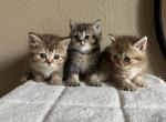 Scottish straight sisters - Scottish Straight Kitten For Sale - Houston, TX, US