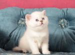Vasilisa Scottish - Scottish Straight Kitten For Sale - New York, NY, US
