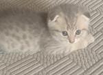 Luk - Scottish Fold Kitten For Sale - Philadelphia, PA, US