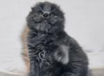 Baron - Scottish Fold Kitten For Sale - Hollywood, FL, US