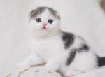 Aramis Scottish - Scottish Fold Kitten For Sale - New York, NY, US