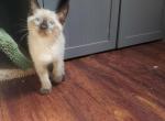 Seal point siamese kitten males - Siamese Kitten For Sale - Genoa City, WI, US