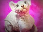 wlasta - Sphynx Kitten For Sale - New York, NY, US