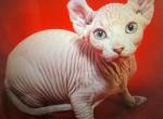 Wilma - Sphynx Kitten For Sale - 