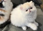 Perris and Quincy - Persian Kitten For Sale - Peoria, AZ, US