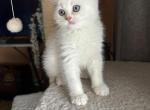 Perss - Scottish Straight Cat For Sale - 