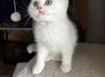 Marko - Scottish Straight Kitten For Sale - Philadelphia, PA, US