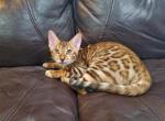 Chanel the beautiful Russian Bengal kitten - Bengal Kitten For Sale - Henderson, NV, US