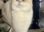 White blue eyes - Scottish Fold Cat For Sale - Buffalo, NY, US