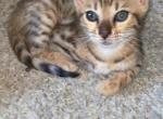 Centauri - Bengal Kitten For Sale - Escanaba, MI, US