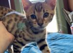 Mars - Bengal Kitten For Sale - Escanaba, MI, US