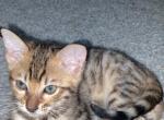 Haumea - Bengal Kitten For Sale - Escanaba, MI, US