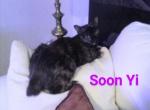Manx Tortie  Female - Manx Cat For Adoption - 