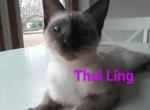 Seal Point Siamese  Female - Siamese Cat For Adoption - Dunn, NC, US