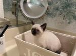 JOY - Siamese Kitten For Sale - McLean, VA, US
